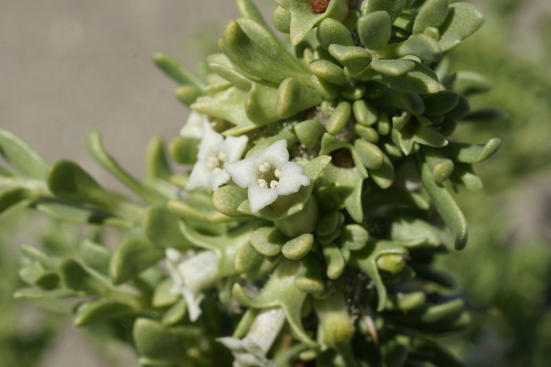 Shockley's Desert-Thorn photo 7