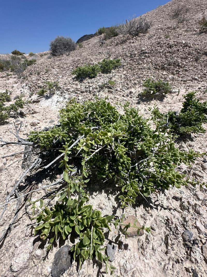 Shockley's Desert-Thorn photo 8