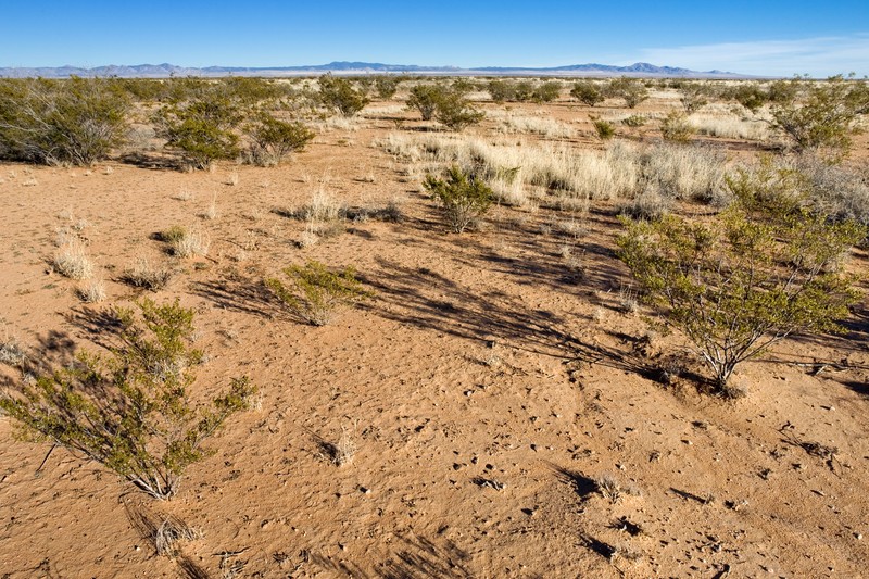 Texas Desert-Thorn photo 2