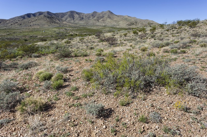 Texas Desert-Thorn photo 3