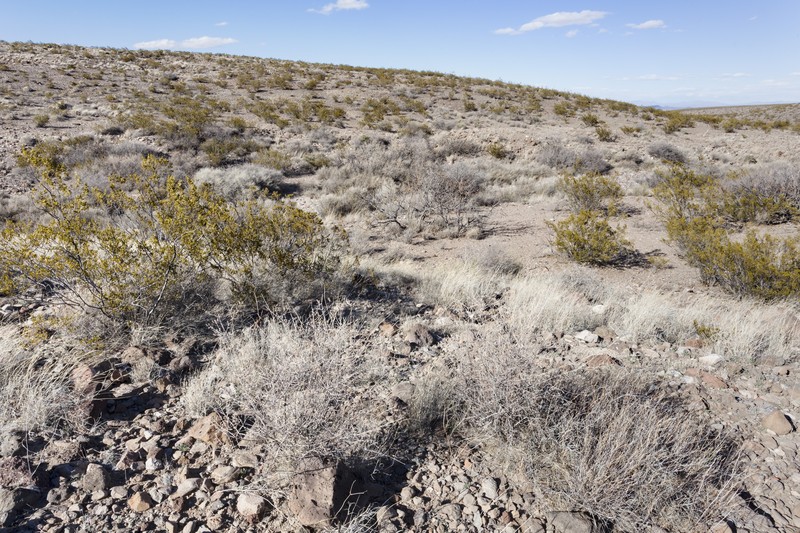 Texas Desert-Thorn photo 5