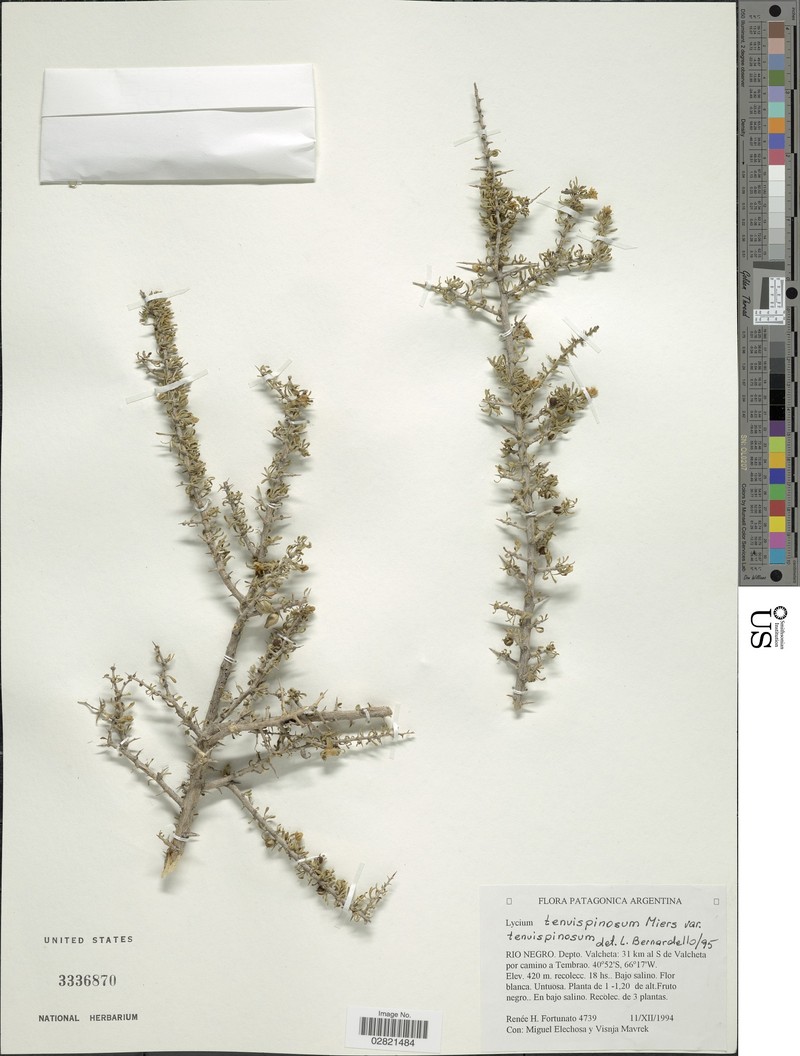 Lycium tenuispinosum var. tenuispinosum