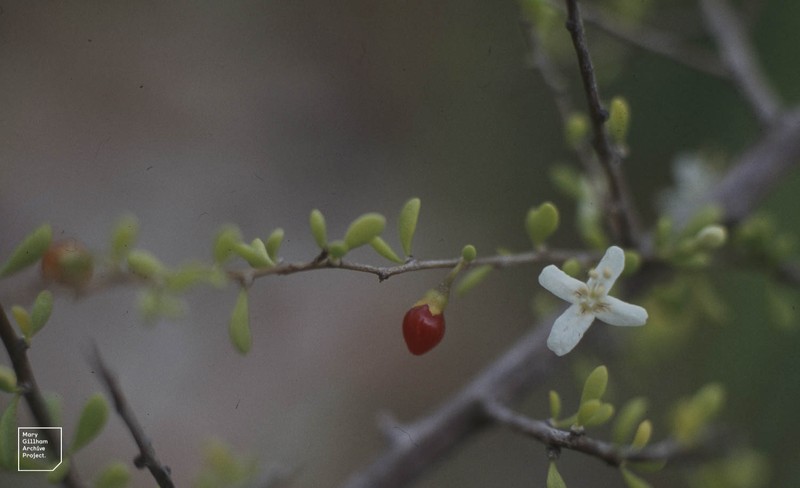 Tropical Desert-Thorn