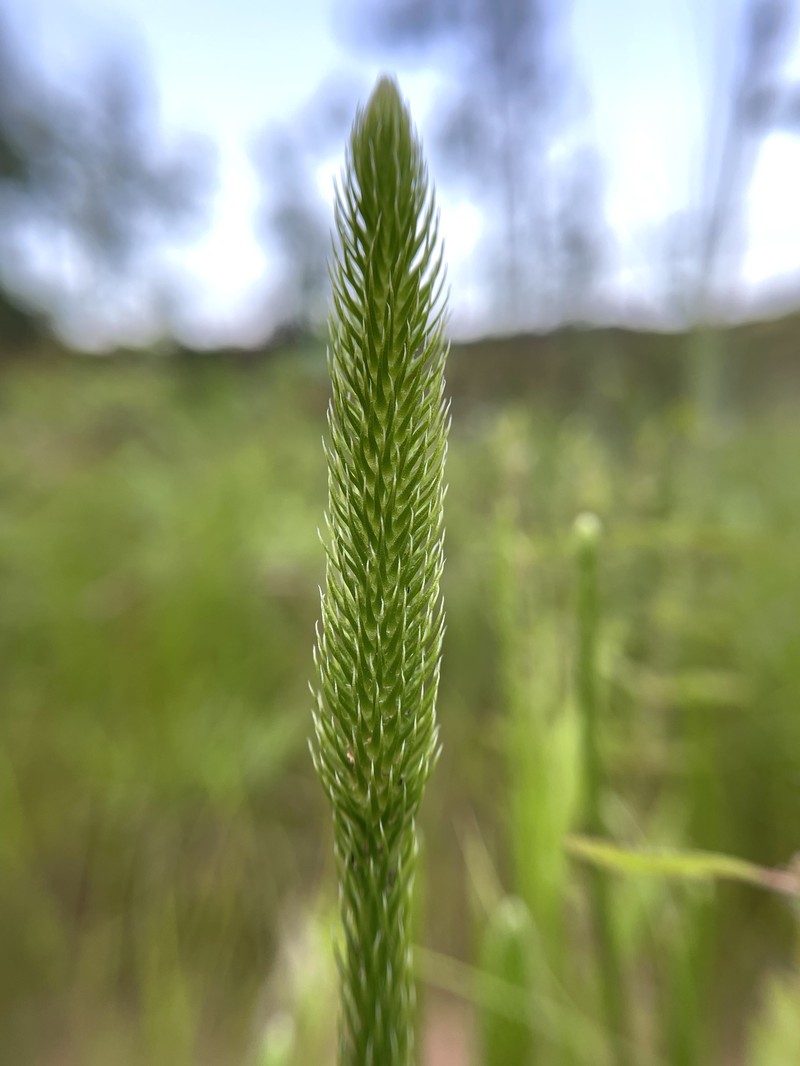 Clubmoss