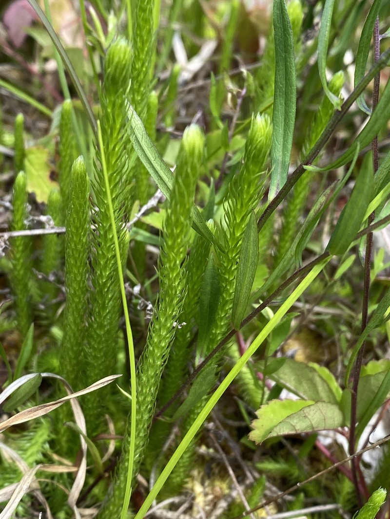 Clubmoss photo 2