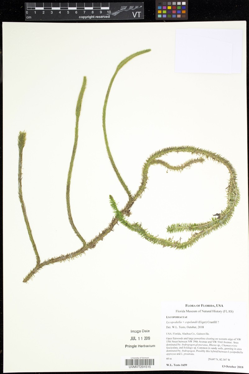 Clubmoss photo 5