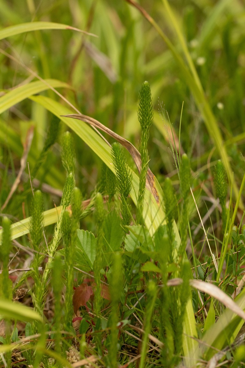 Lycopodiella gilmanii