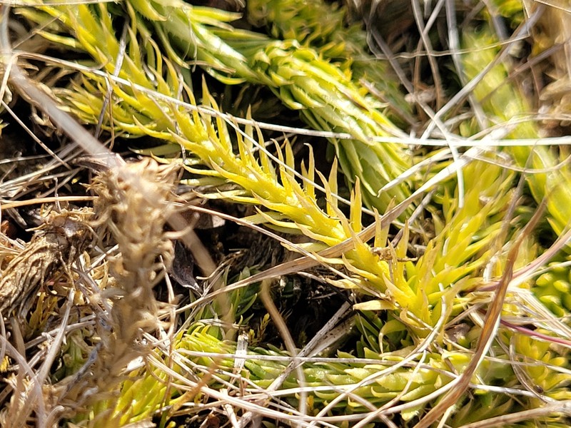 Lycopodiella gilmanii photo 2