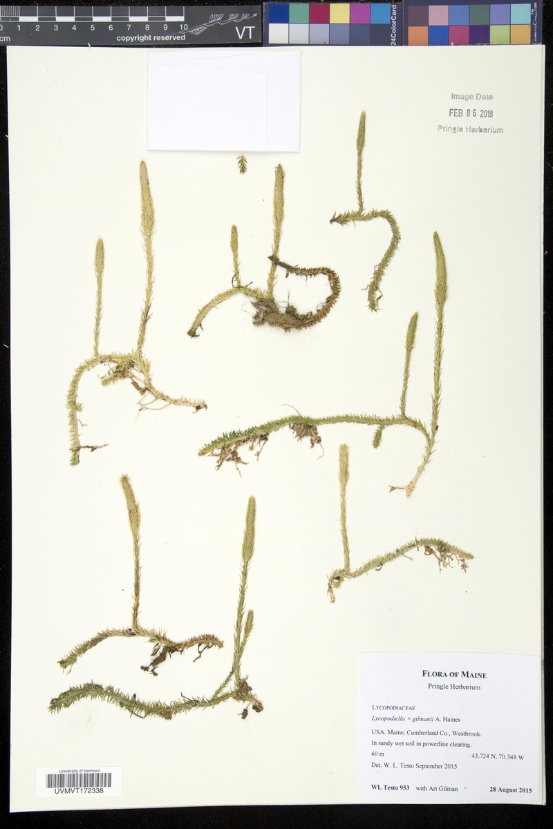 Lycopodiella gilmanii photo 4