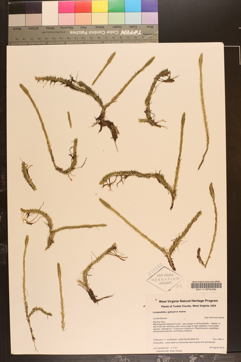 Lycopodiella gilmanii photo 5