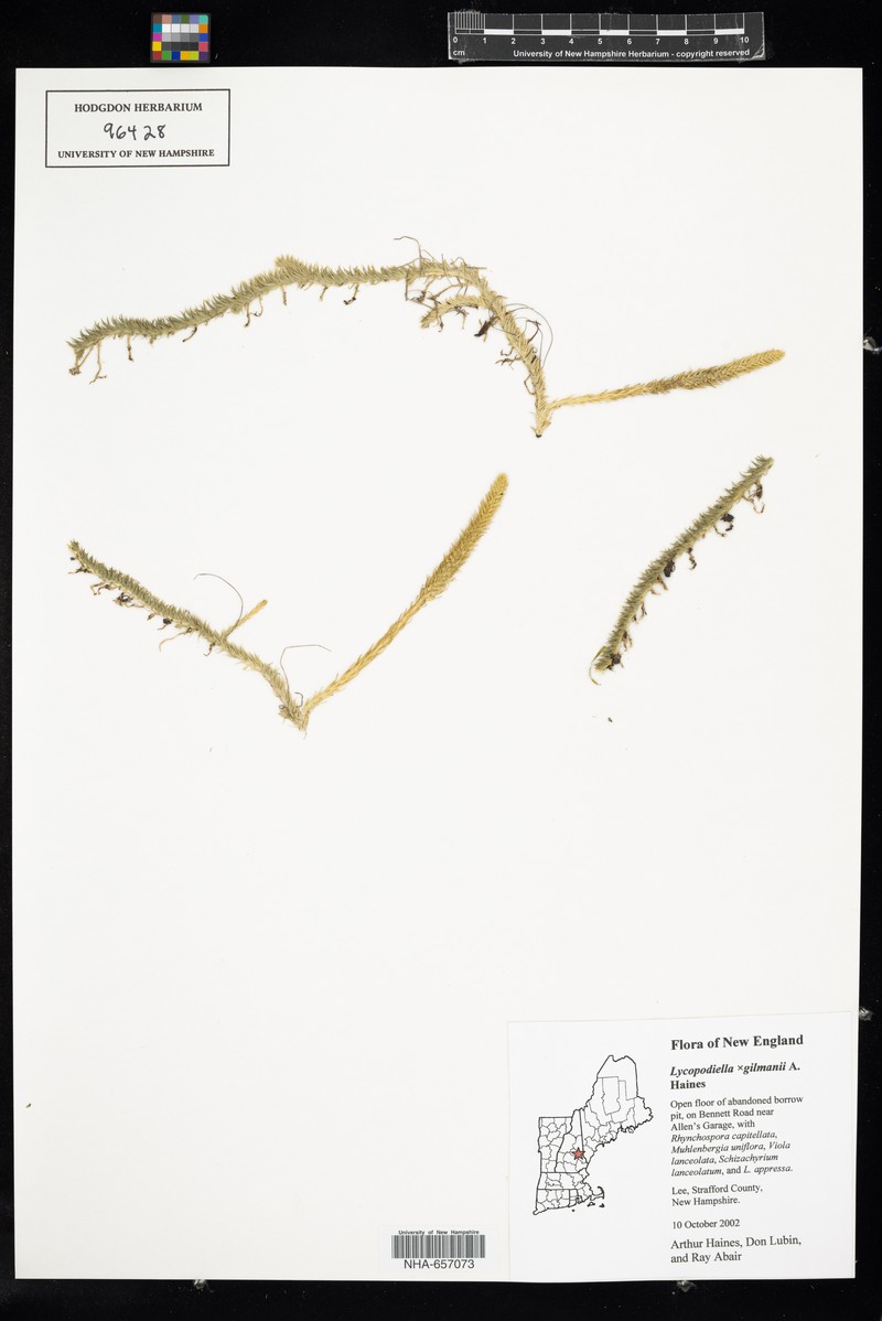 Lycopodiella gilmanii photo 6