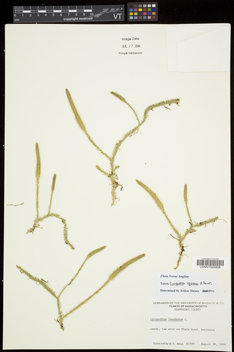 Lycopodiella gilmanii photo 7