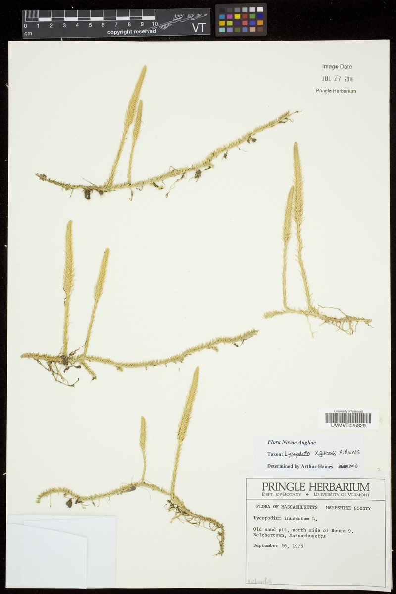 Lycopodiella gilmanii photo 8