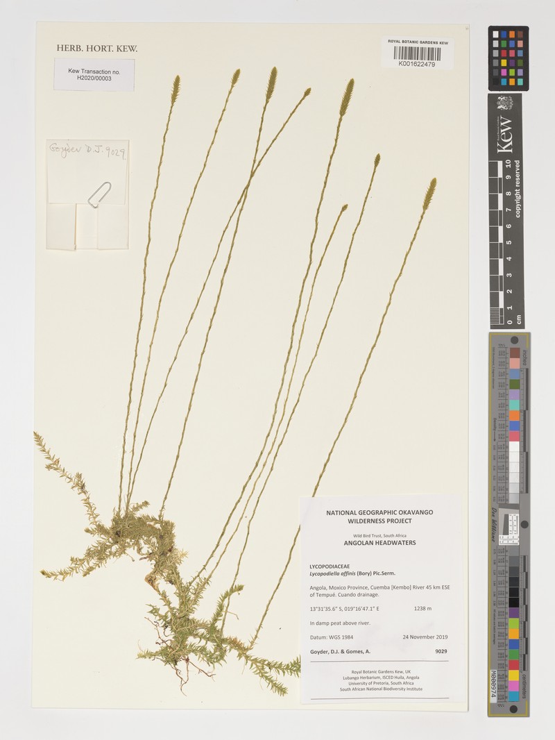 Lycopodiella affinis