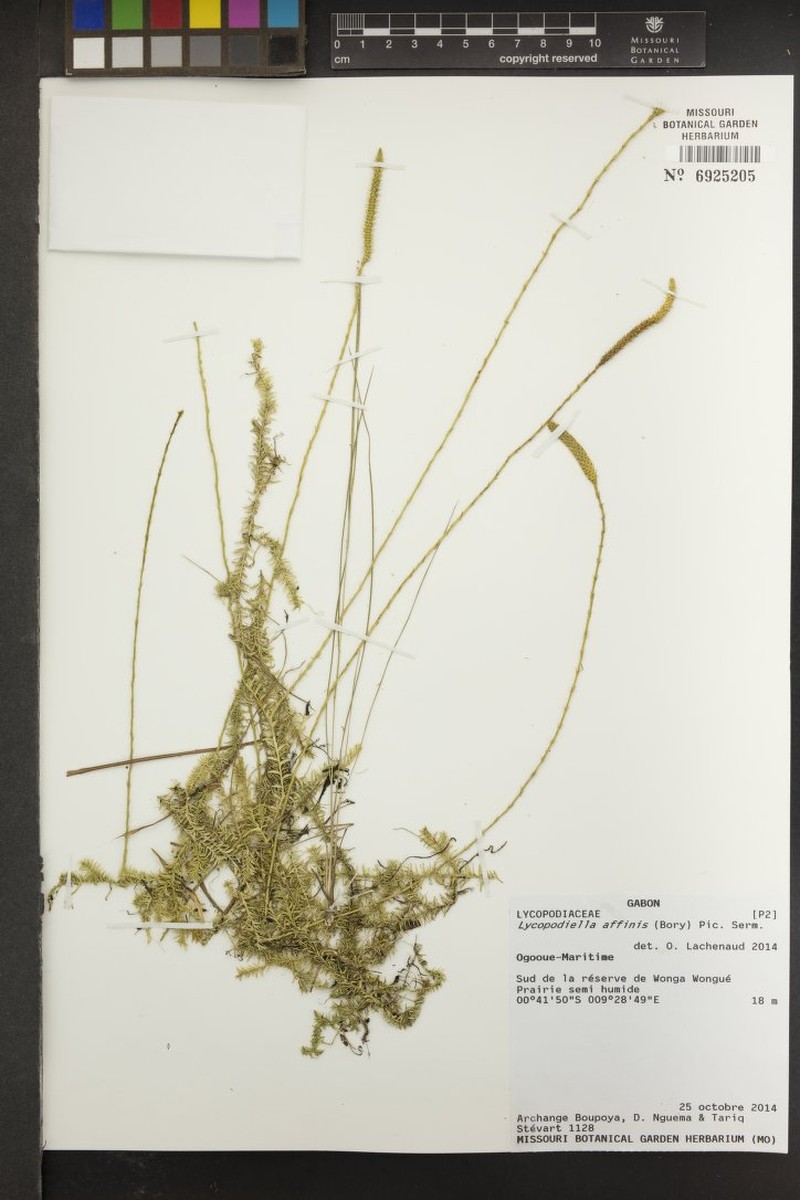 Lycopodiella affinis photo 2