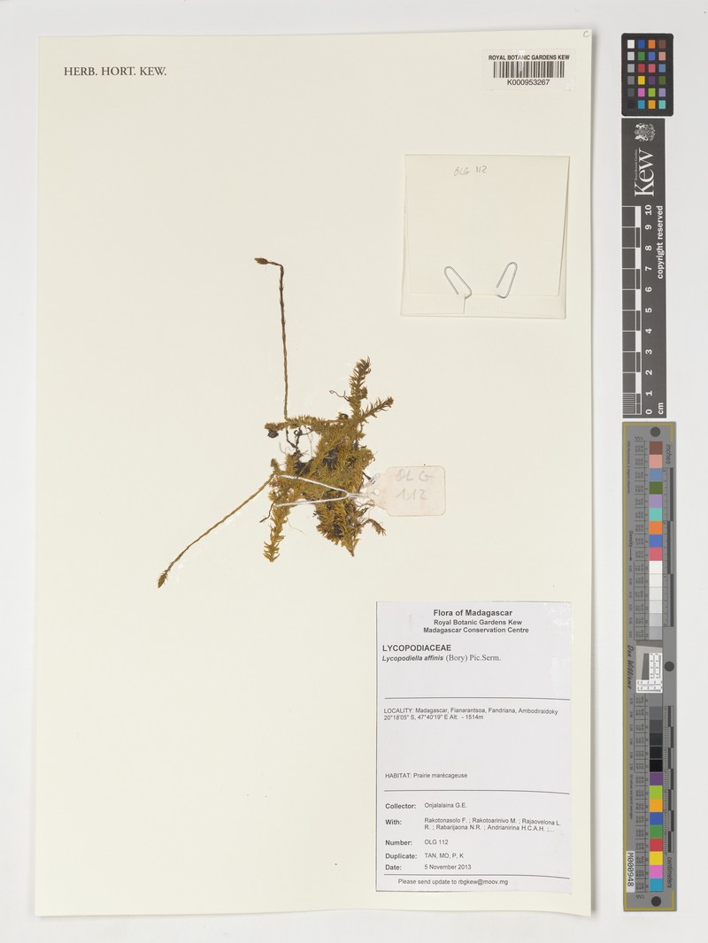 Lycopodiella affinis photo 3