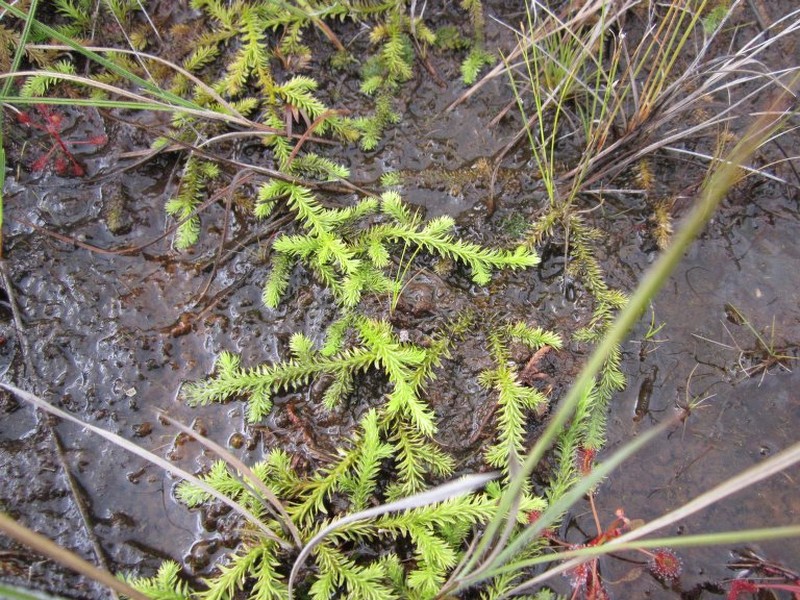 Lycopodiella affinis photo 4