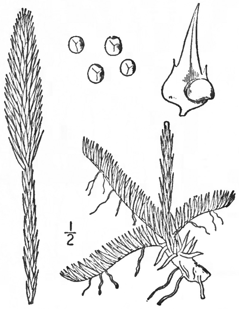 Foxtail Clubmoss photo 5