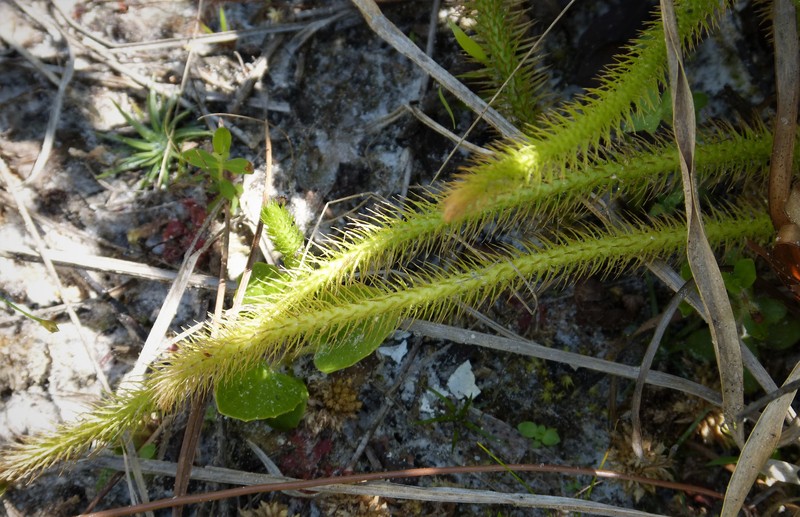 Foxtail Clubmoss photo 6
