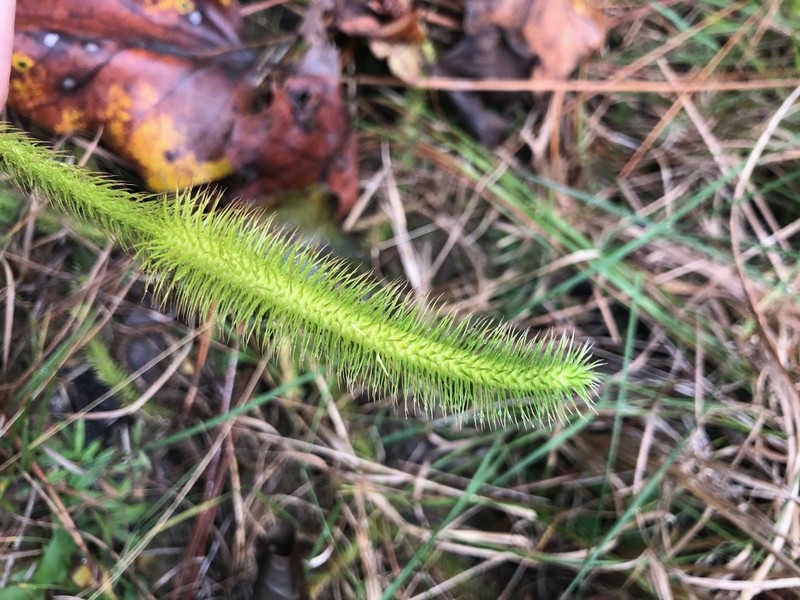 Foxtail Clubmoss photo 2