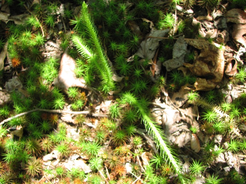 Foxtail Clubmoss photo 3