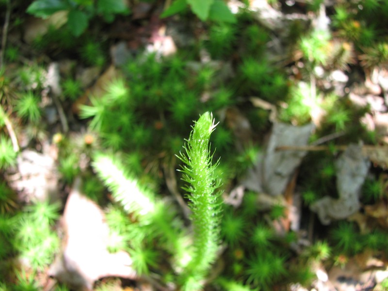 Foxtail Clubmoss photo 4