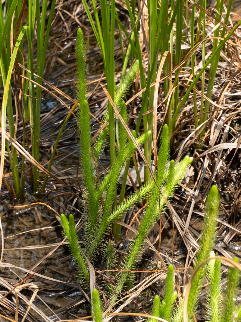 Foxtail Clubmoss