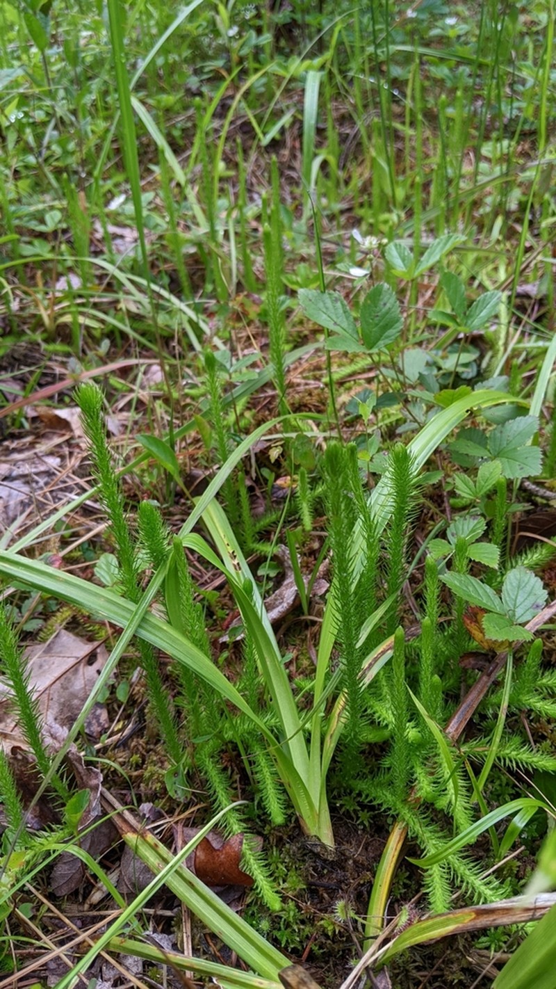 Foxtail Clubmoss photo 3