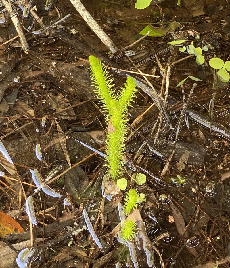 Foxtail Clubmoss photo 4