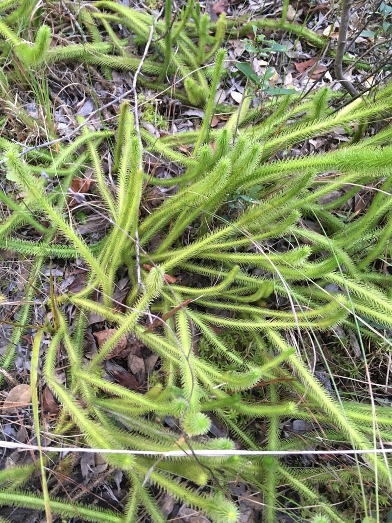 Foxtail Clubmoss photo 5