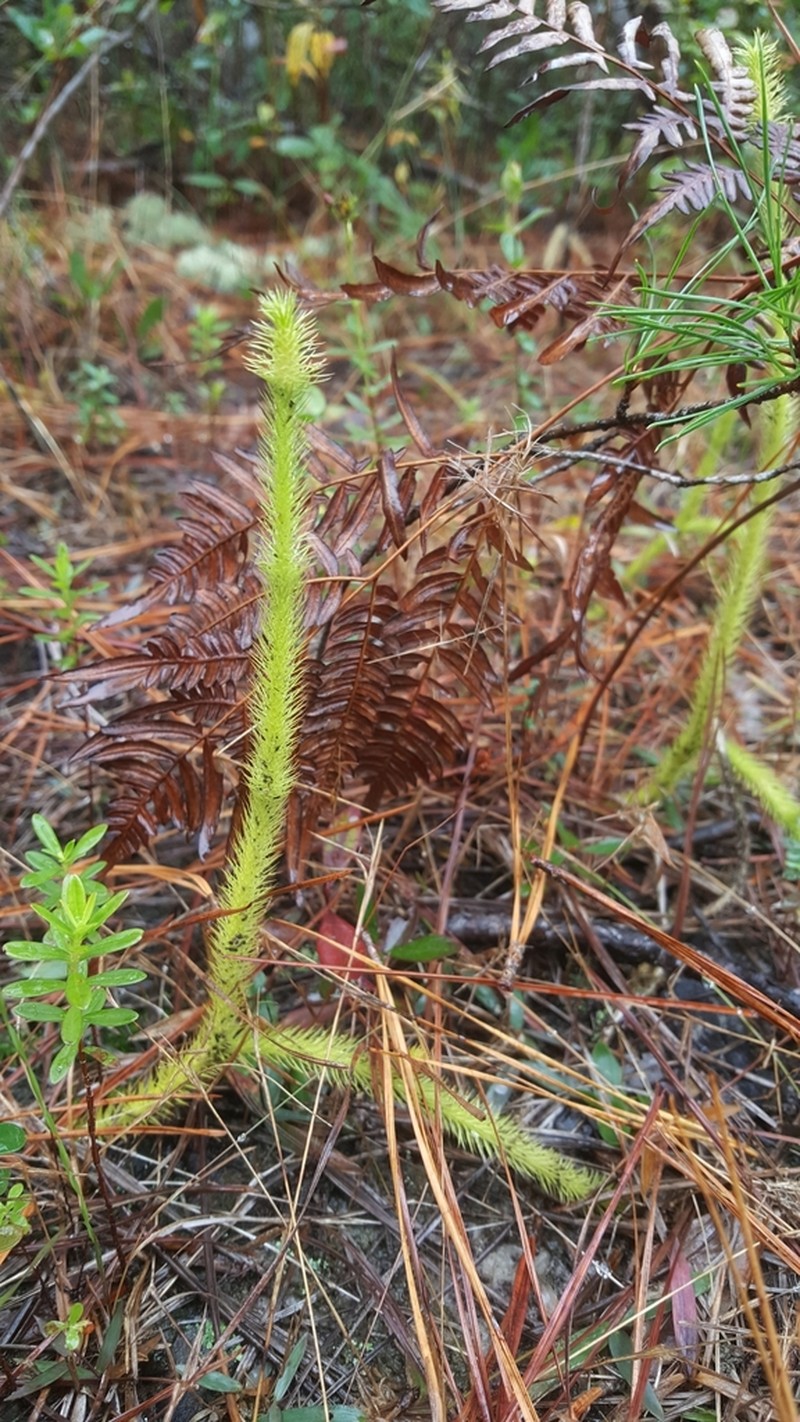 Foxtail Clubmoss photo 6