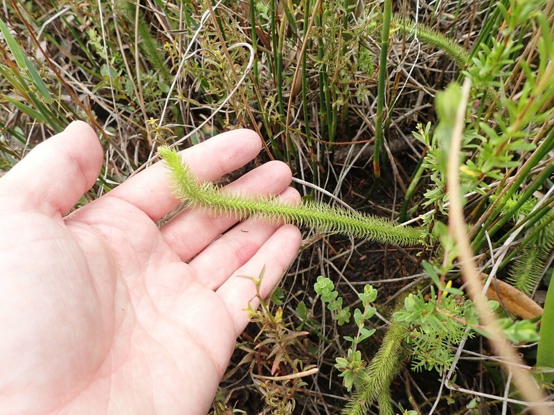 Foxtail Clubmoss photo 7