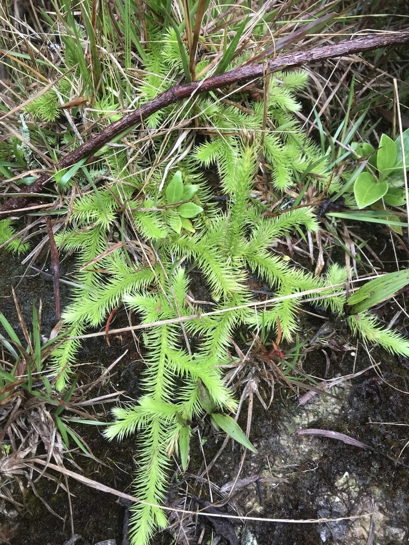 Lycopodiella andicola