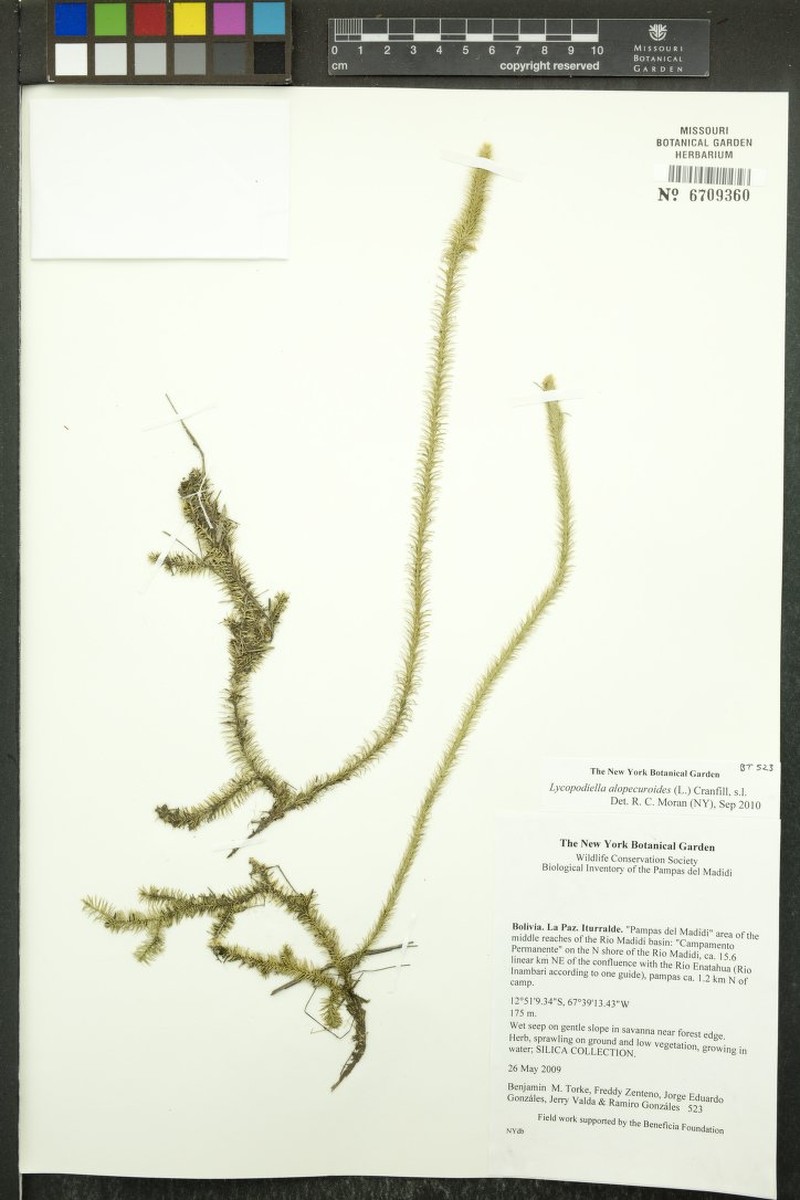 Lycopodiella andicola photo 2