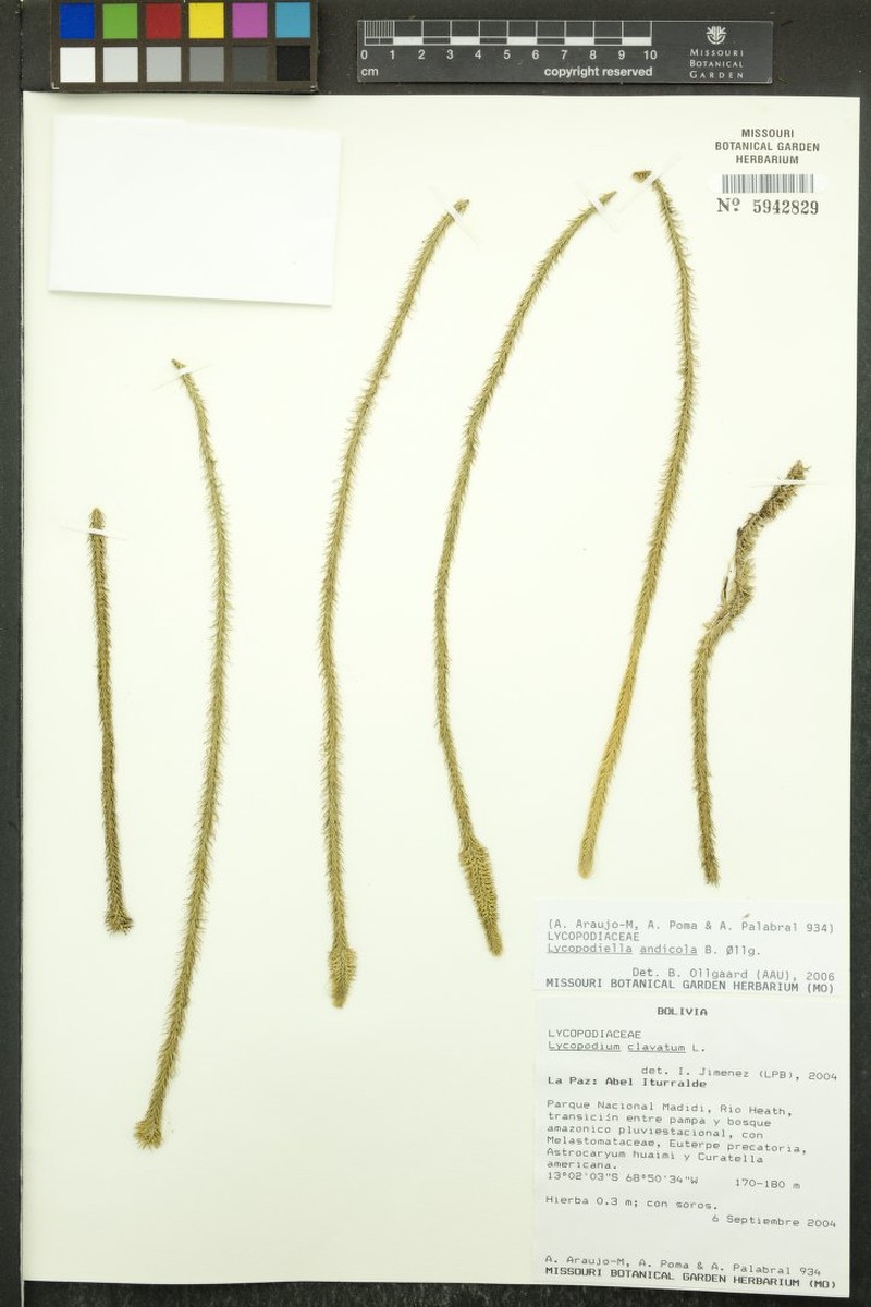 Lycopodiella andicola photo 3