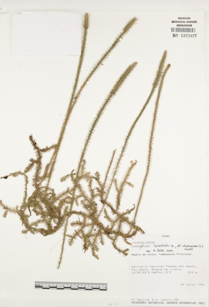 Lycopodiella andicola photo 4