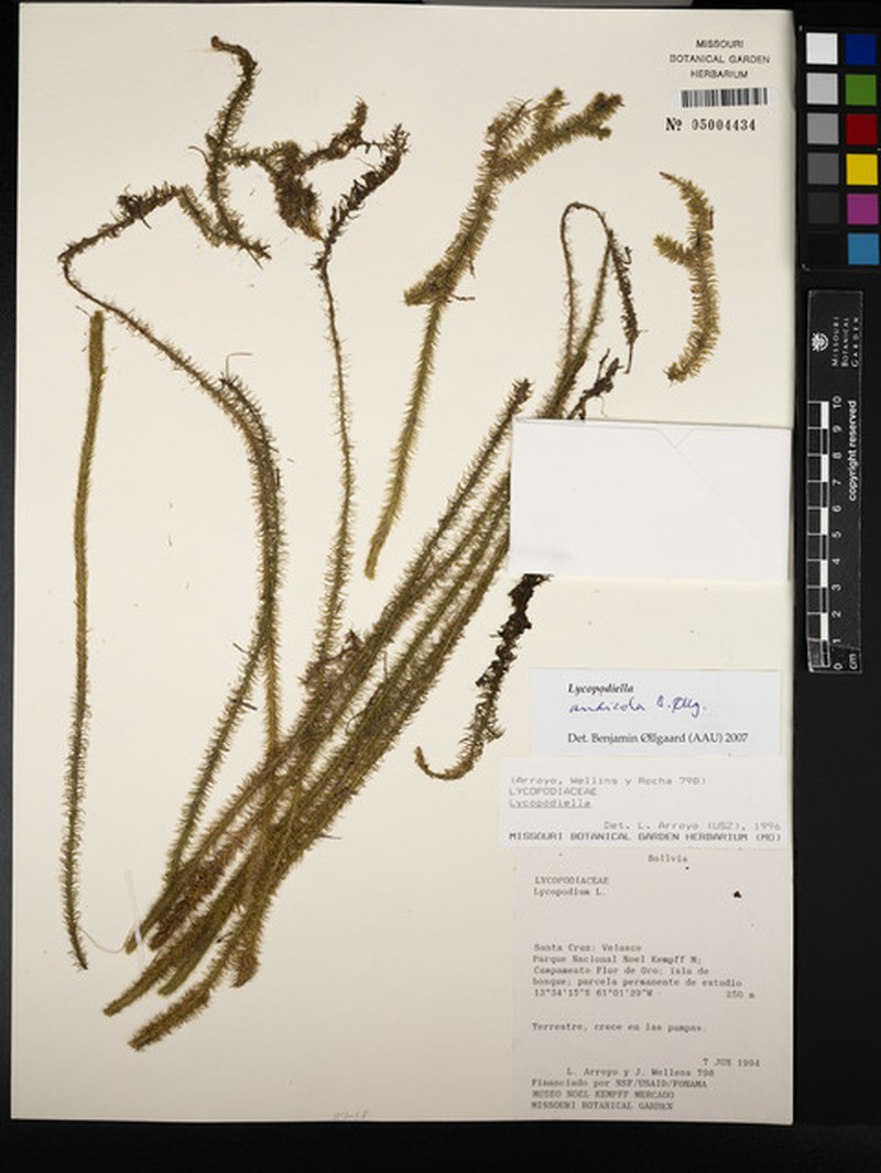 Lycopodiella andicola photo 5