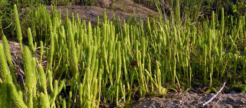 Southern Bog Clubmoss photo 4