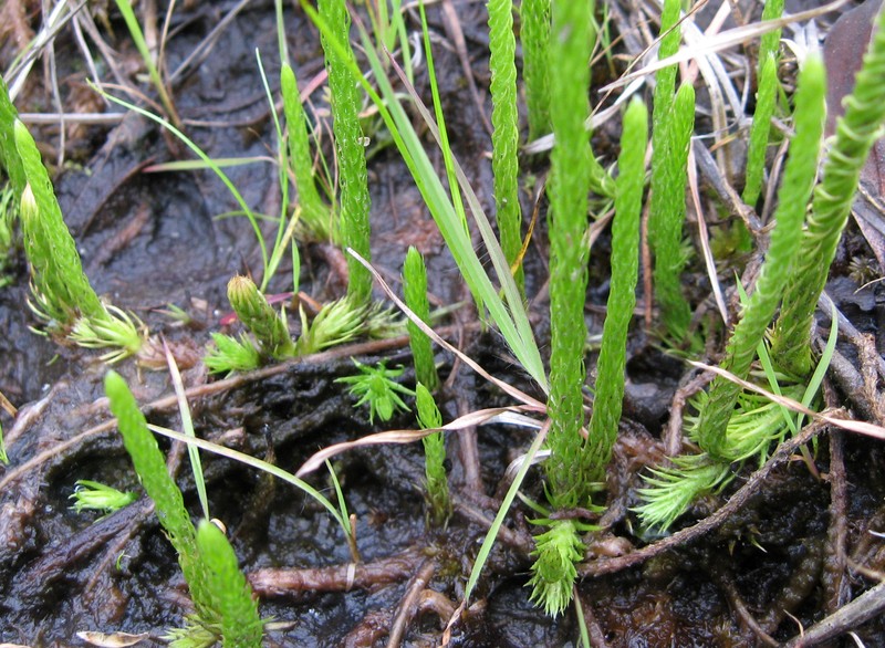 Southern Bog Clubmoss photo 5