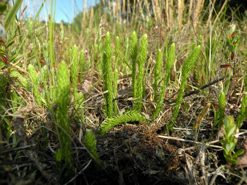 Southern Bog Clubmoss photo 6