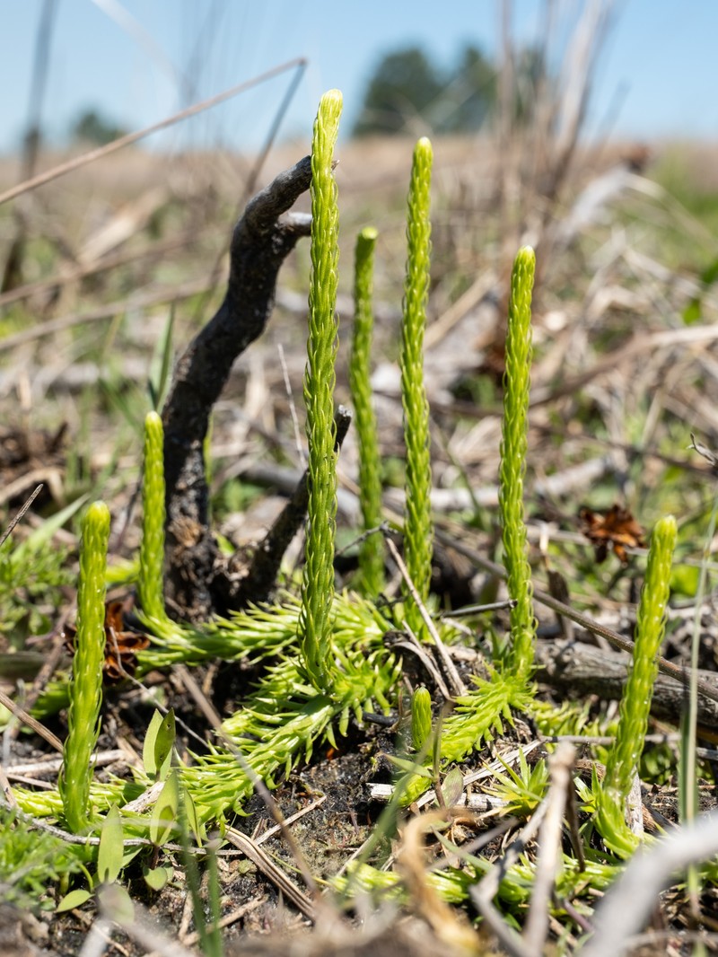 Southern Bog Clubmoss