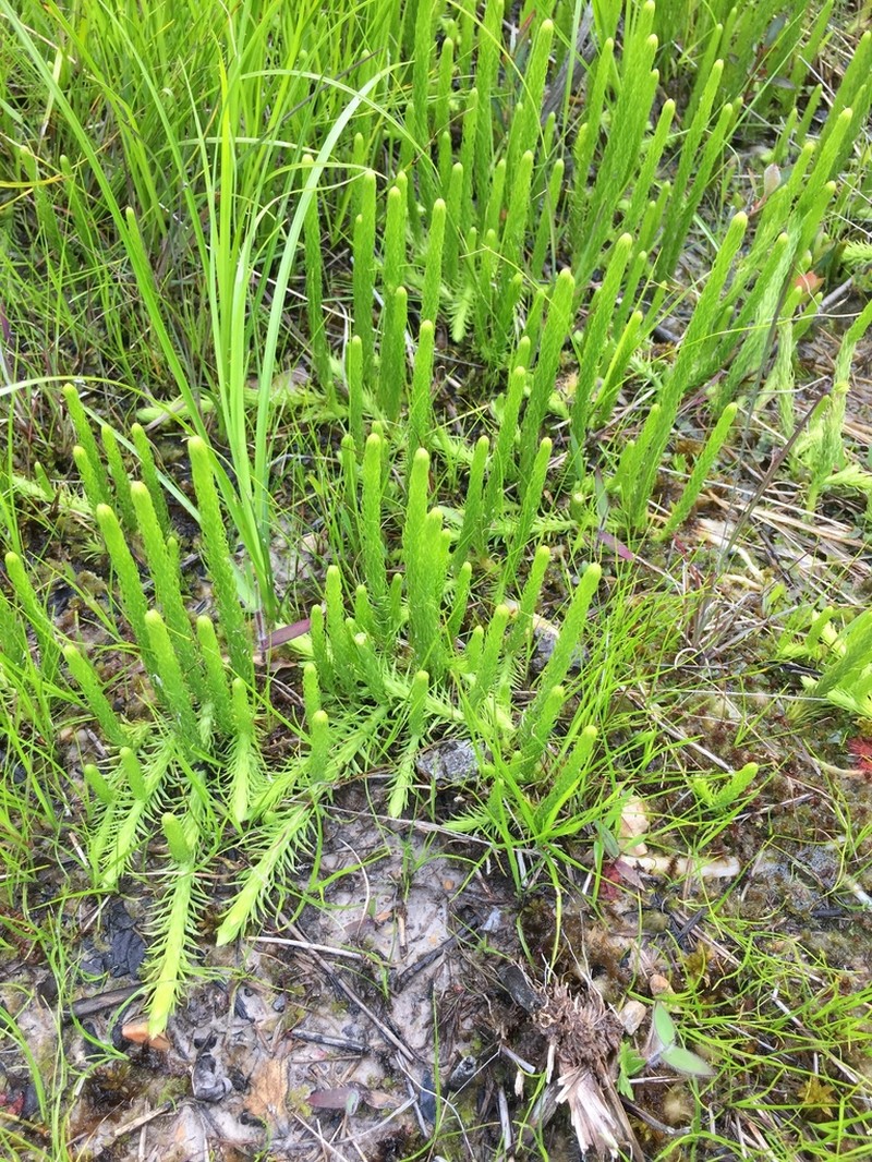 Southern Bog Clubmoss photo 2