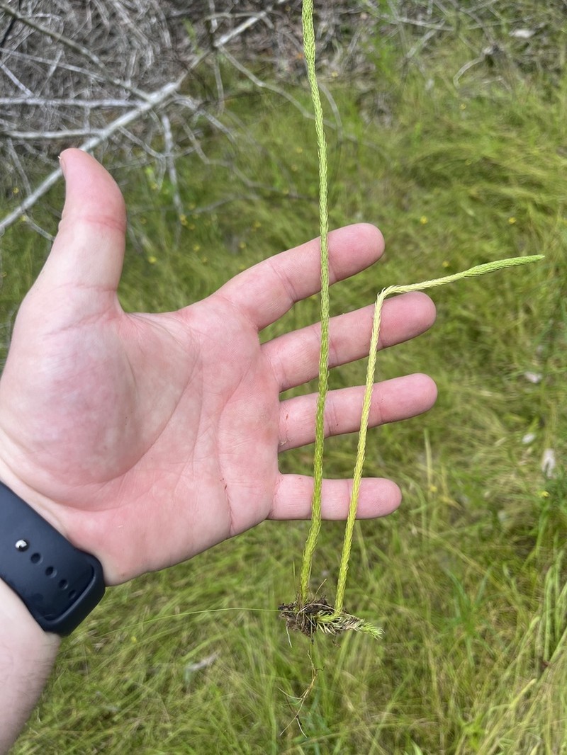 Southern Bog Clubmoss photo 3