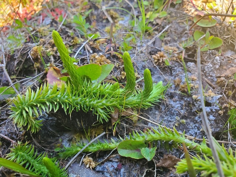 Southern Bog Clubmoss photo 5