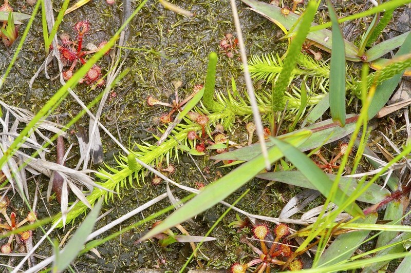 Southern Bog Clubmoss photo 6