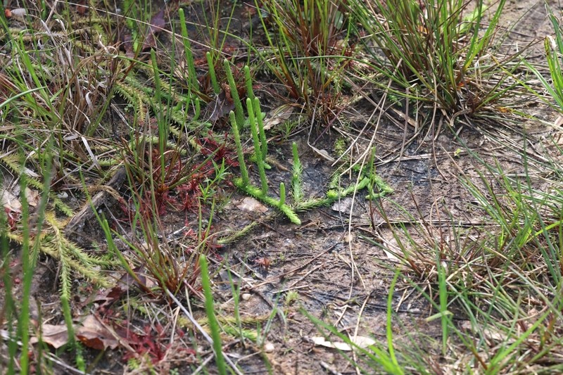 Southern Bog Clubmoss photo 7