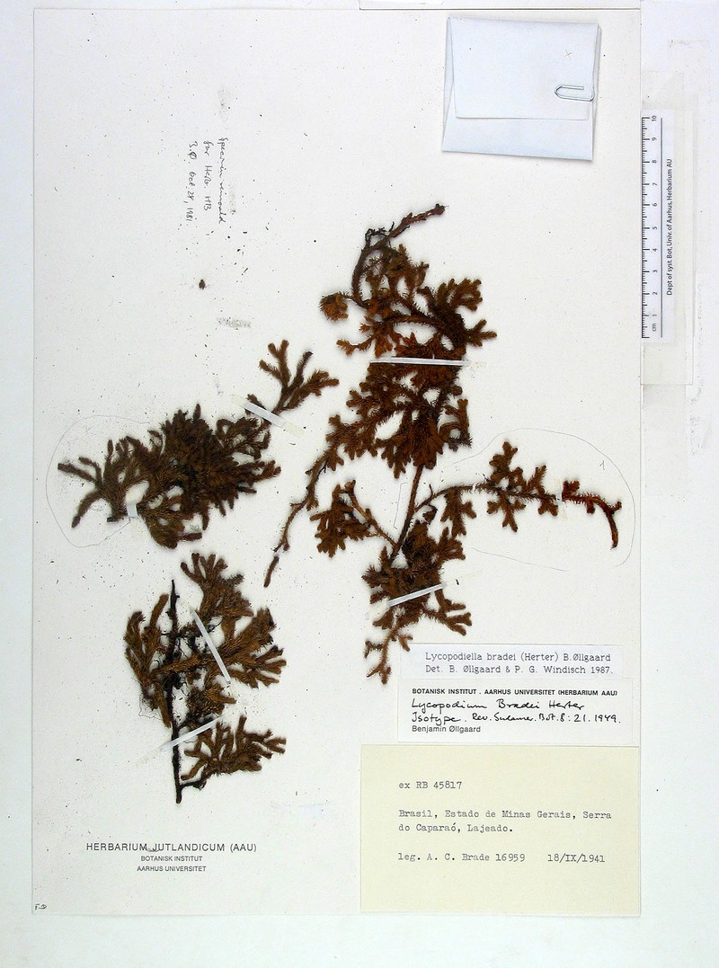Lycopodiella bradei