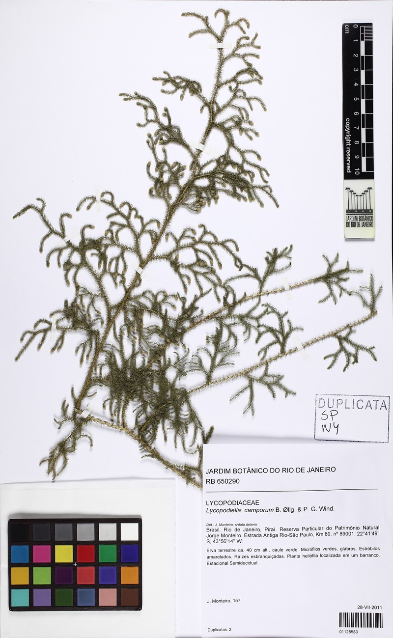Lycopodiella camporum