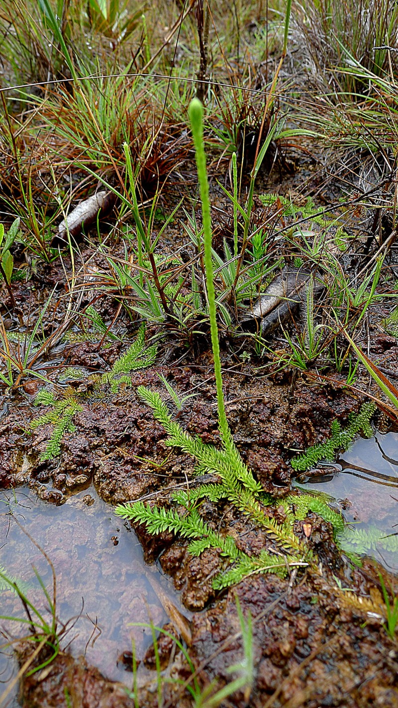 Slender Clubmoss