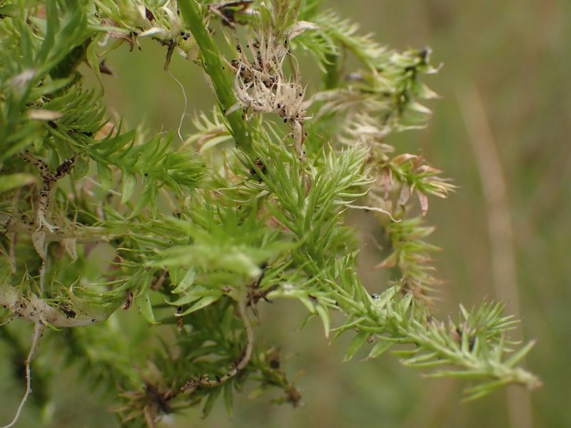 Slender Clubmoss photo 2
